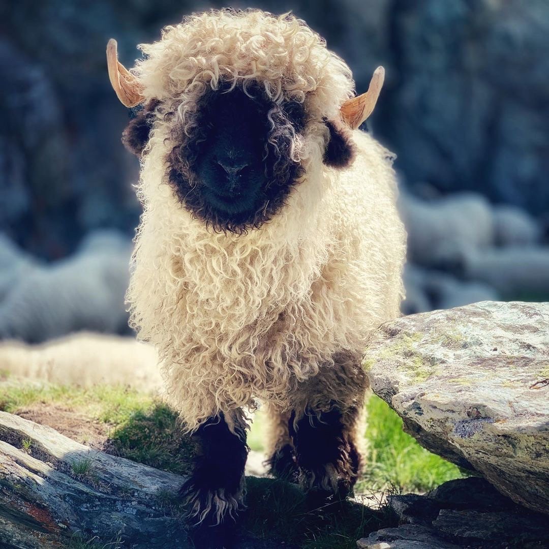 这几天迷上了瓦莱黑鼻羊憨憨萌萌看起来很好摸的样子