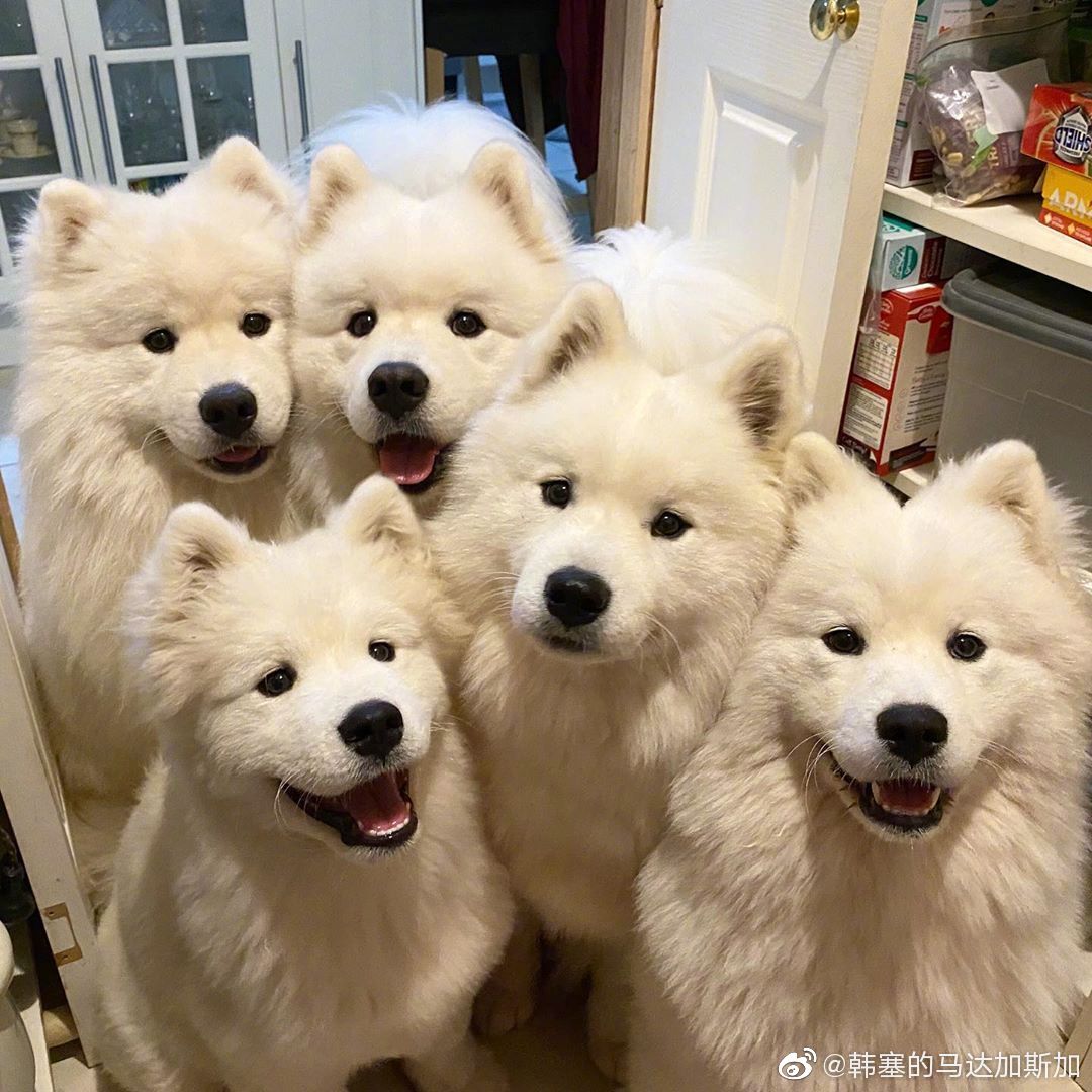 小狗聚会,快乐翻倍!_高清图集_新浪网