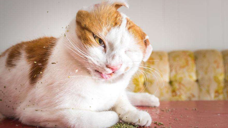 经常听人说吸猫,给猫吃猫薄荷,猫薄荷到底是什么?|猫薄荷|吸猫_新浪新闻