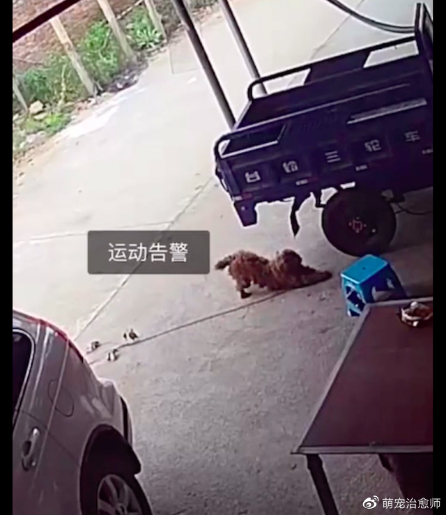 2年前走丢的狗狗，竟然自己找回家来！趴在主人身上撒娇好久！休闲区蓝鸢梦想 - Www.slyday.coM