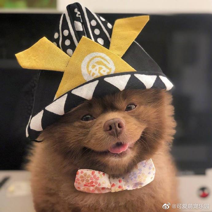 还记得这只巧克力色的博美bertram吗?