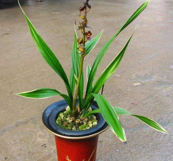 毕竟墨兰和其他的兰花一样,只有处于花期的时候才会对光照需求多些