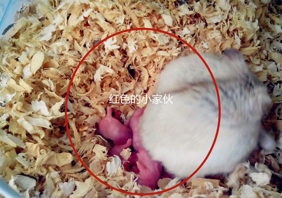 仓鼠肚子下一坨红色,主人以为它流血了,扒开一看惊喜不已|仓鼠|鼠宝宝