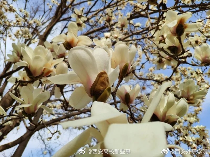 微距下的外事百花 每一帧都美的可以当屏保