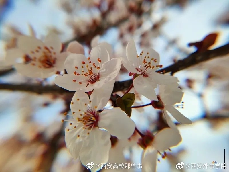 微距下的外事百花 每一帧都美的可以当屏保