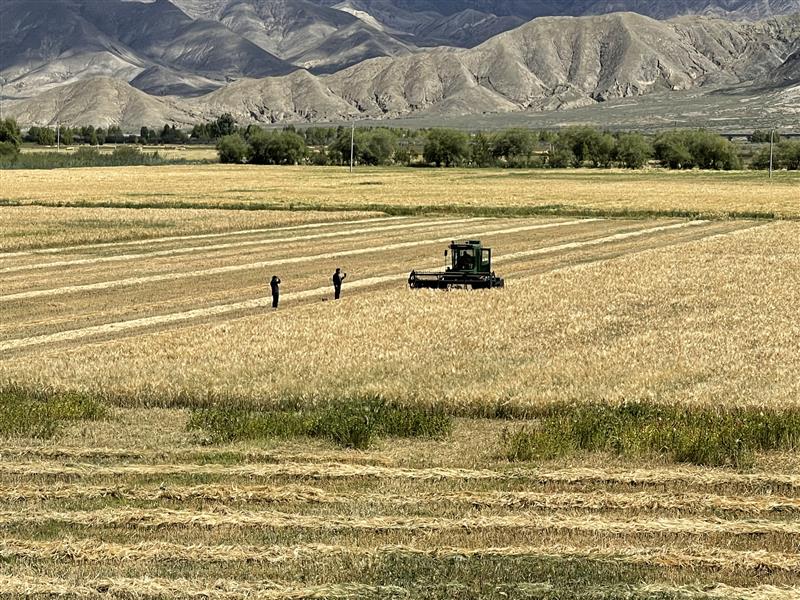 北大荒集团日喀则青稞标准化种植示范区喜迎开镰
