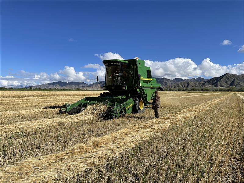 北大荒集团日喀则青稞标准化种植示范区喜迎开镰