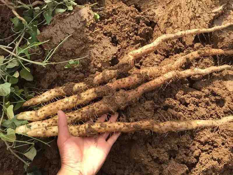 寒露时节:凉燥伤人最重的15天,这些食物再好也不要多吃休闲区蓝鸢梦想 - Www.slyday.coM 寒露时节:凉燥伤人最重的15天,这些食物再好也不要多吃休闲区蓝鸢梦想 - Www.slyday.coM