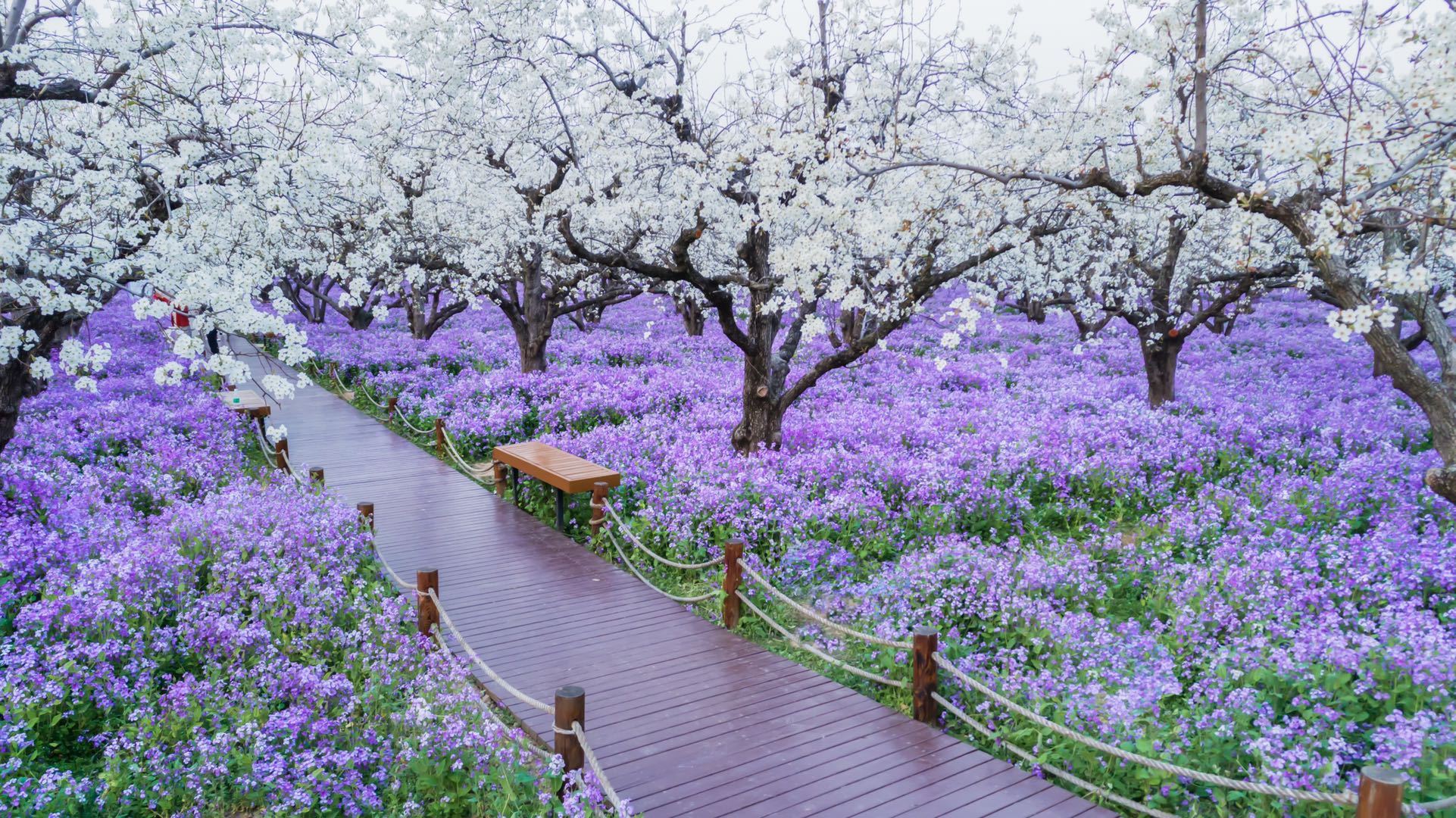 一年一度的宿迁三台山梨兰会来啦当梨花与二月兰相遇