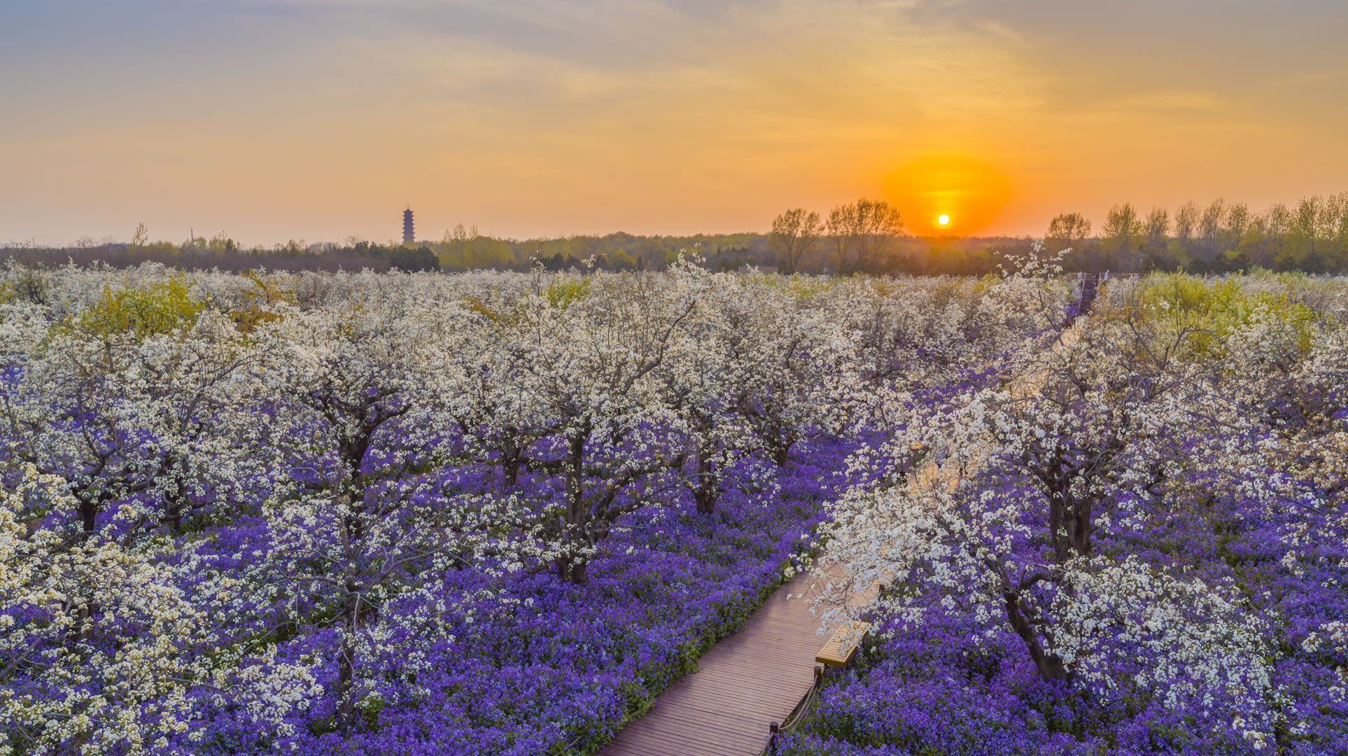 一年一度的宿迁三台山梨兰会来啦当梨花与二月兰相遇