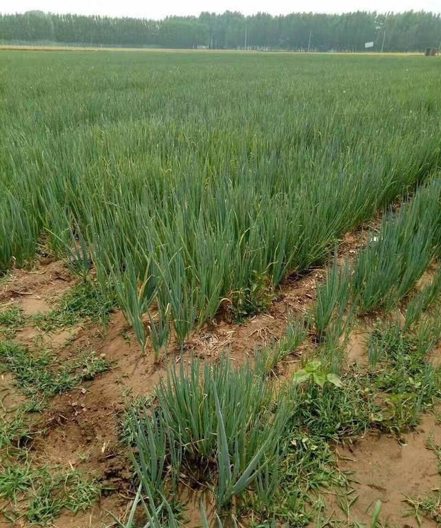 旱豇豆,涝小豆!旱地和湿土怎么选种农作物?两句农谚供你参考