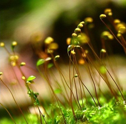 白日不到处 青春恰自来 苔花如米小 也学牡丹开 白日不到处 青春恰自来 苔花如米小 也学牡丹开