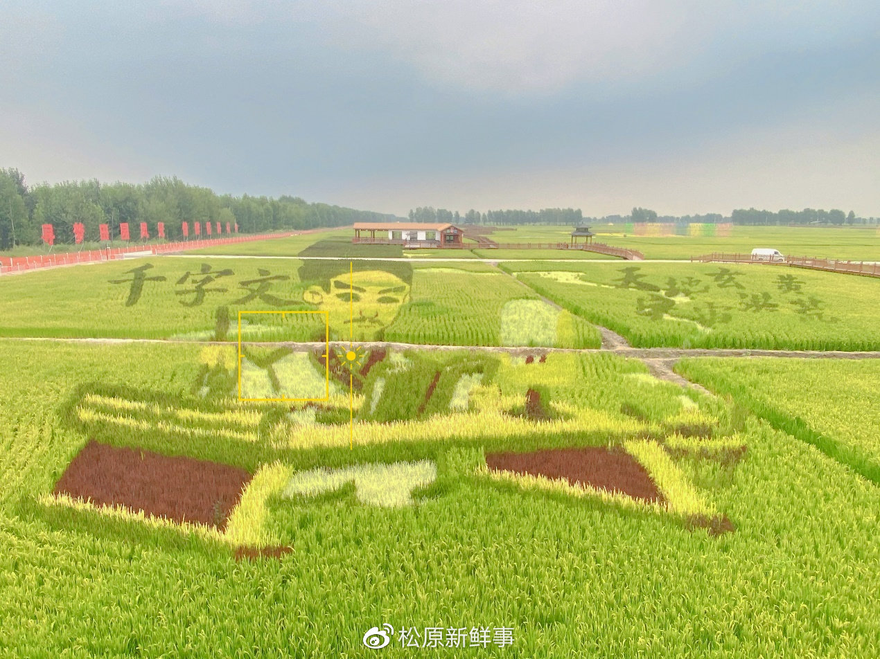 在吉林省松原市乾安县的稻田公园里,一幅幅"稻田画"又一次走入公众