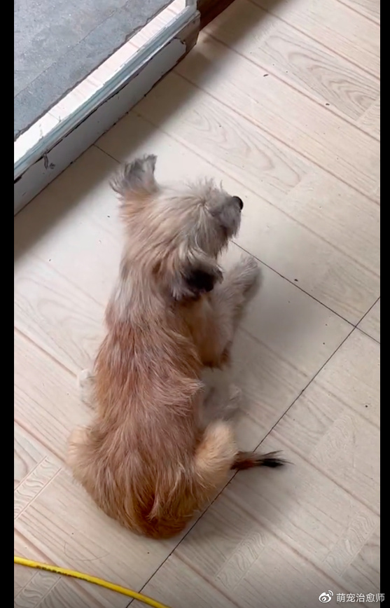 流浪狗身上被恶意贴上广告单，包裹住全身很难受，被好心人撕下来休闲区蓝鸢梦想 - Www.slyday.coM