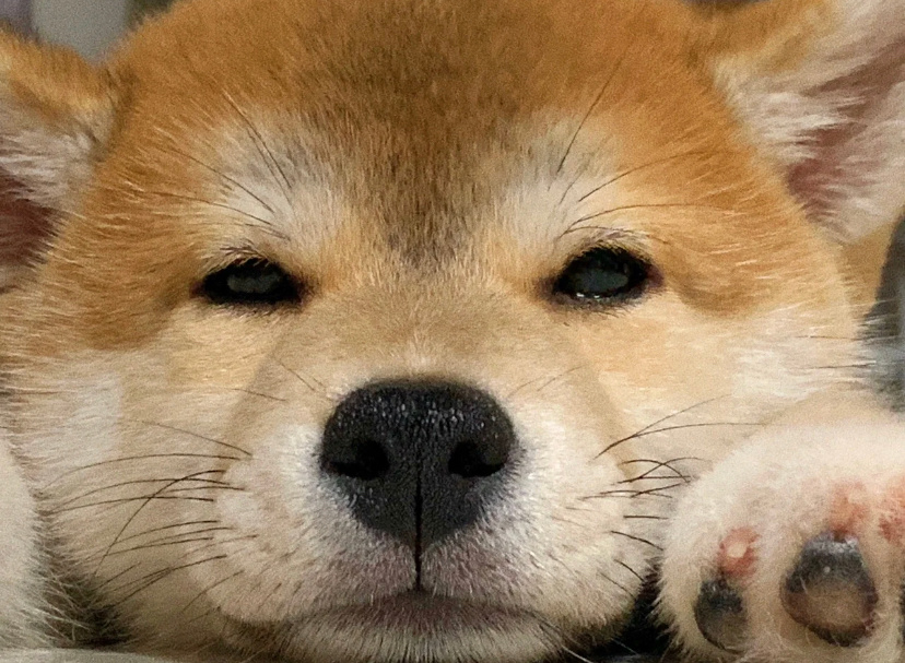 恭喜你!你己被困困狗造访!__财经头条