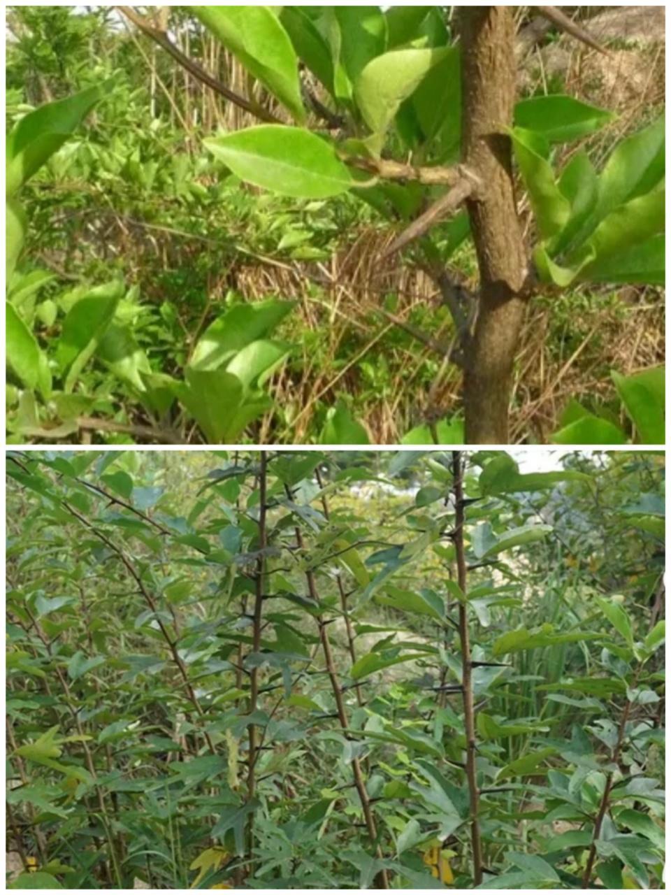 阜南偏僻的村落却发现一颗“国家一级保护植物”刺柘树 恒懿发布