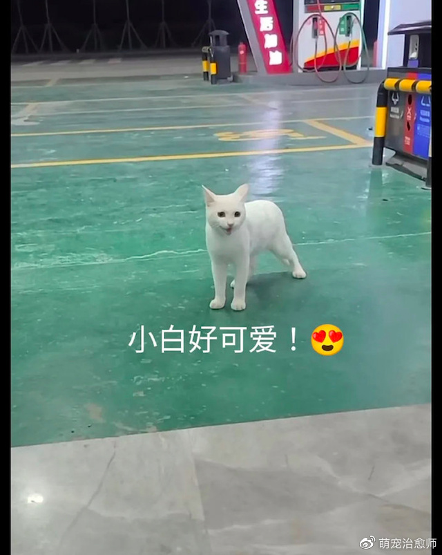 白色猫咪跑进了颜料桶里，全身都被染成了绿色！猫：我焦“绿”了休闲区蓝鸢梦想 - Www.slyday.coM