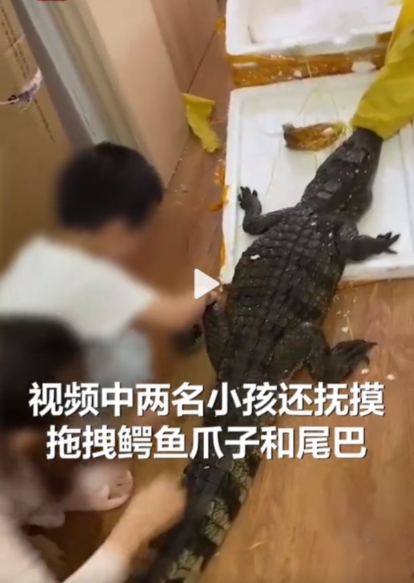 所售鳄鱼被砍后复活？盒马最新回应休闲区蓝鸢梦想 - Www.slyday.coM