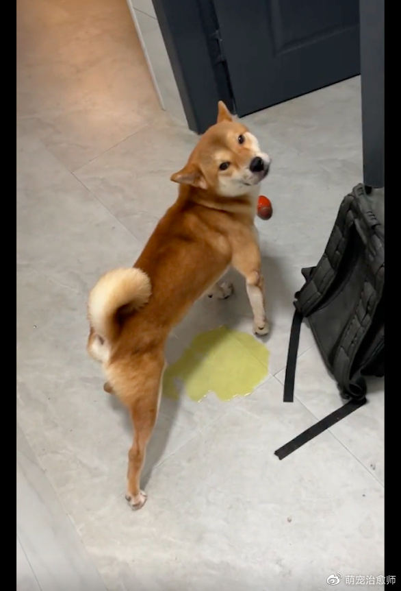 租客遗弃2只猫1只狗1只鸡,柴犬还当着房东的面撒尿,责任心呢?休闲区蓝鸢梦想 - Www.slyday.coM 租客遗弃2只猫1只狗1只鸡,柴犬还当着房东的面撒尿,责任心呢?休闲区蓝鸢梦想 - Www.slyday.coM