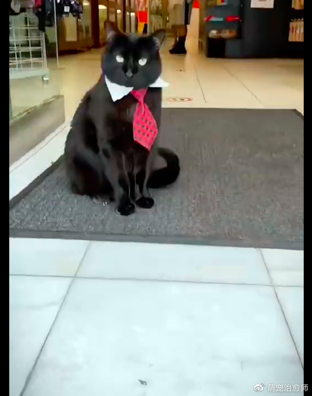流浪猫赖在商店里不走,老板干脆给它买了领结,让它当起迎宾员!休闲区蓝鸢梦想 - Www.slyday.coM 流浪猫赖在商店里不走,老板干脆给它买了领结,让它当起迎宾员!休闲区蓝鸢梦想 - Www.slyday.coM