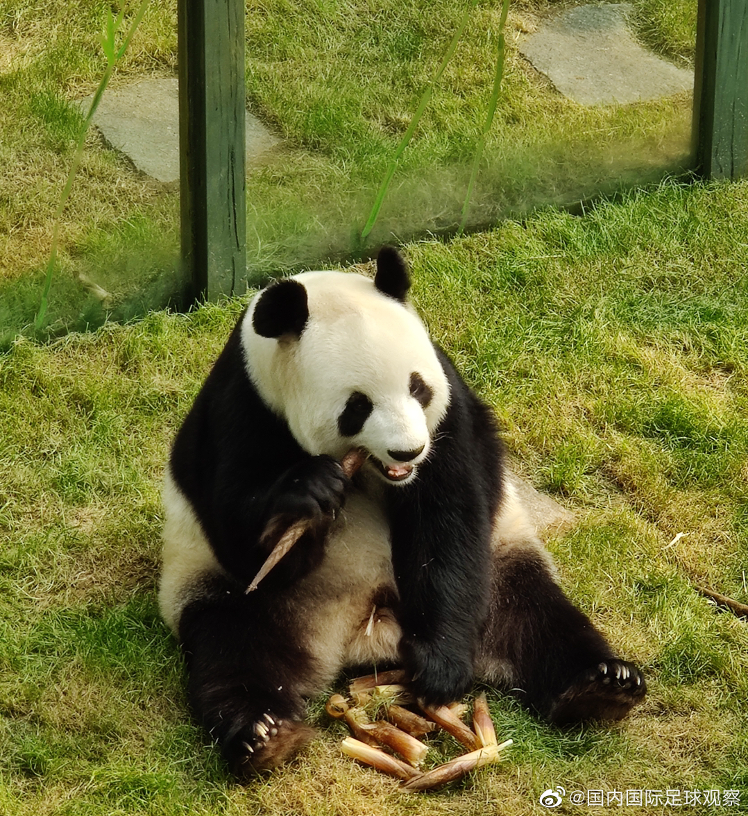 大熊猫吃东西的样子图片