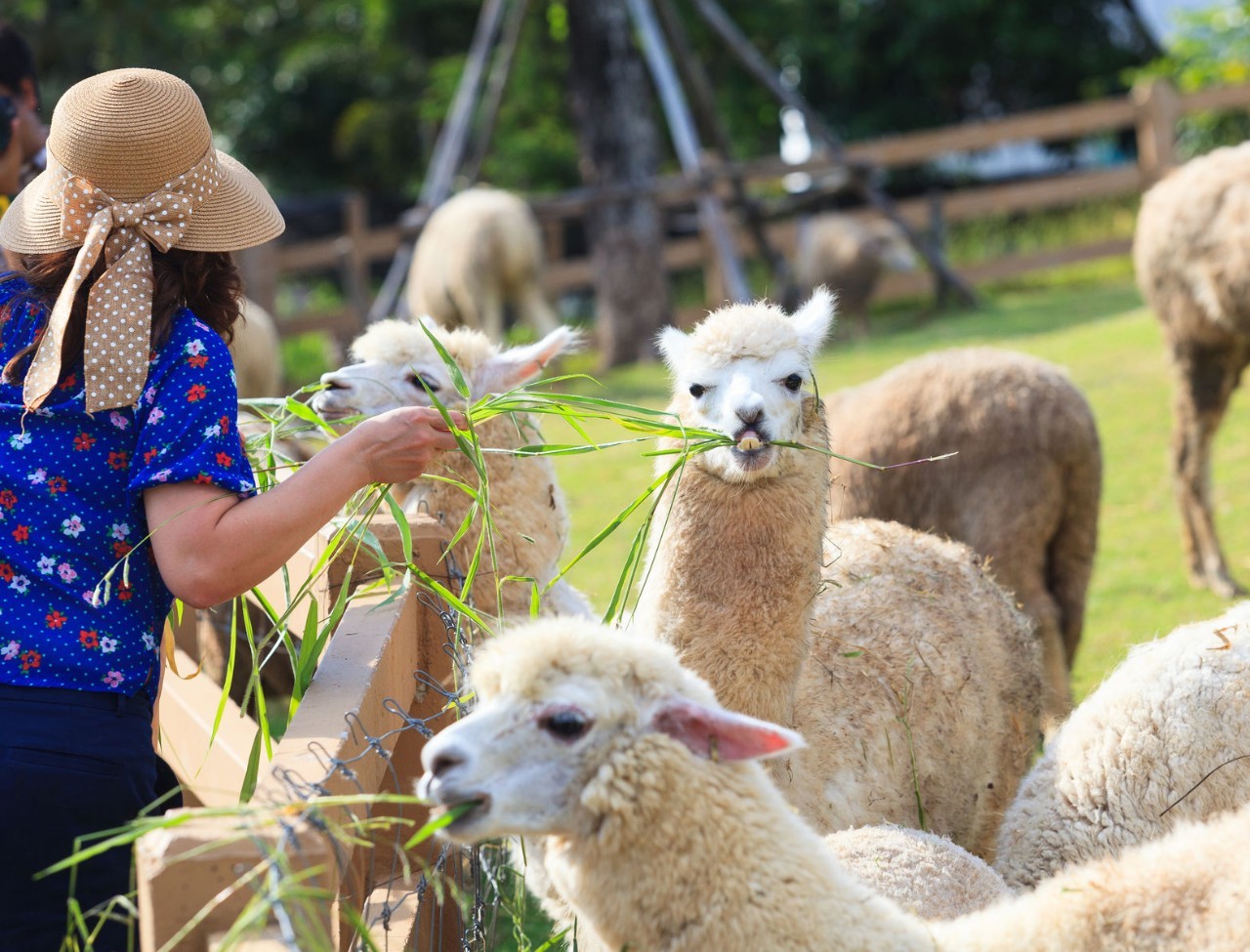 中国2000只羊驼待命