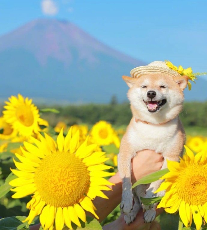 阳光明媚,笑容治愈,暖心_高清图集_新浪网