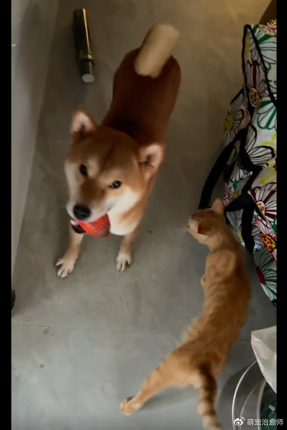 租客遗弃2只猫1只狗1只鸡,柴犬还当着房东的面撒尿,责任心呢?休闲区蓝鸢梦想 - Www.slyday.coM 租客遗弃2只猫1只狗1只鸡,柴犬还当着房东的面撒尿,责任心呢?休闲区蓝鸢梦想 - Www.slyday.coM