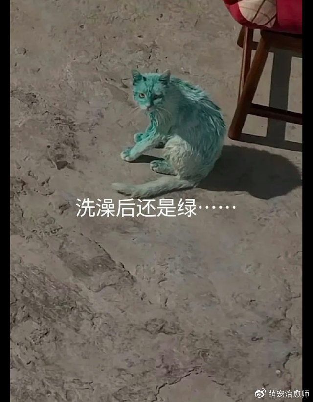白色猫咪跑进了颜料桶里，全身都被染成了绿色！猫：我焦“绿”了休闲区蓝鸢梦想 - Www.slyday.coM