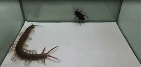 有人说见了蟑螂不能踩死否则后果很严重这种说法靠谱吗