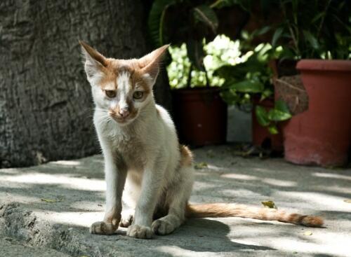 猫咪消瘦是什么原因?麦都营养膏可以增肥吗?