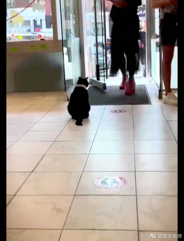 流浪猫赖在商店里不走,老板干脆给它买了领结,让它当起迎宾员!休闲区蓝鸢梦想 - Www.slyday.coM 流浪猫赖在商店里不走,老板干脆给它买了领结,让它当起迎宾员!休闲区蓝鸢梦想 - Www.slyday.coM