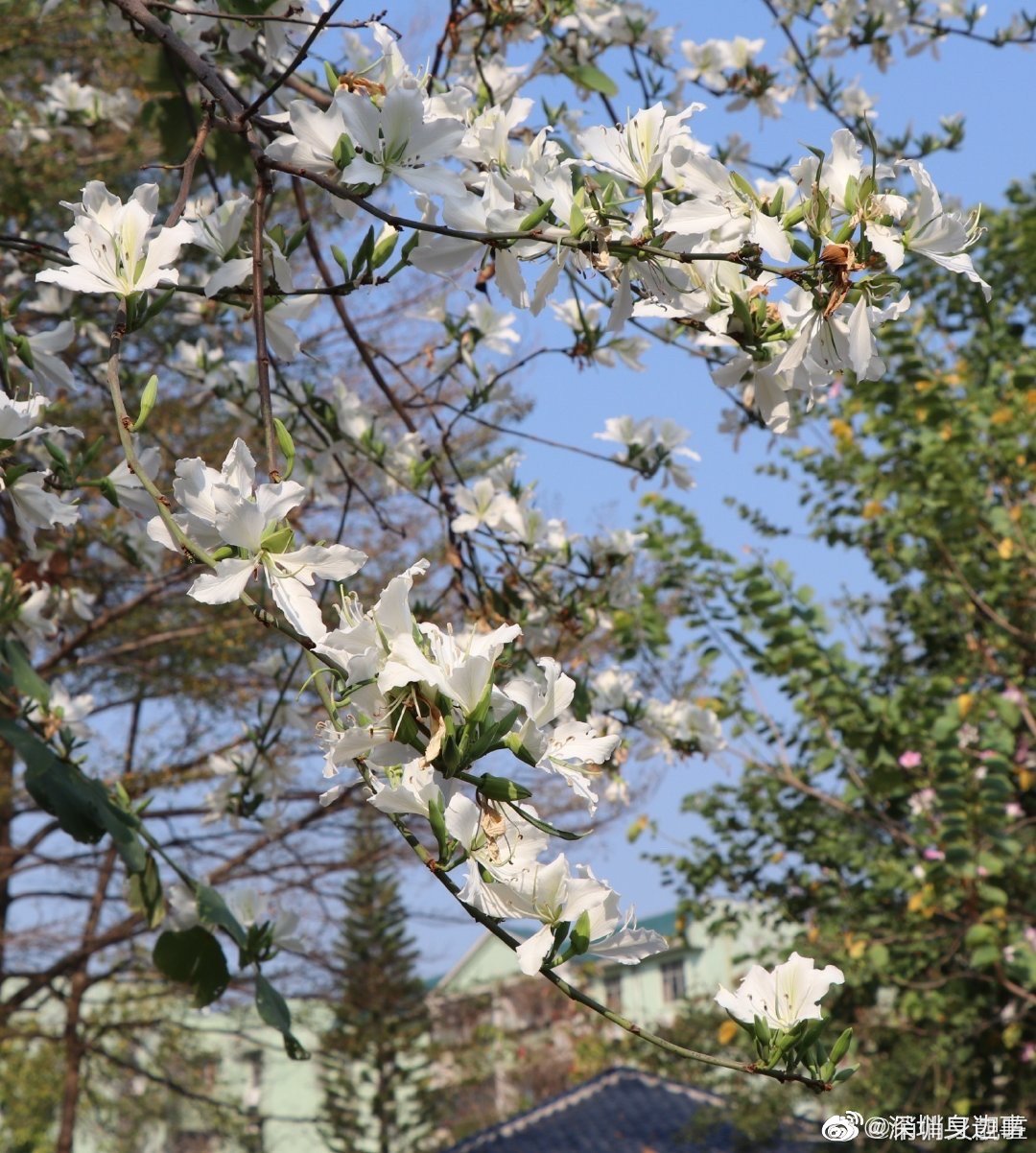 白花洋紫荆又名白花羊蹄甲 一树白花千里黄