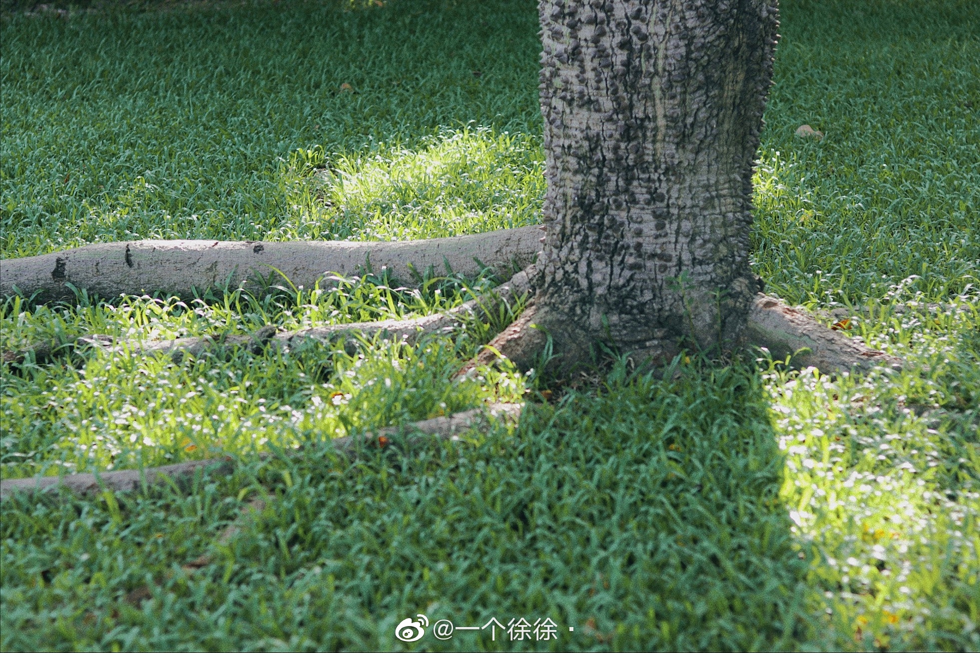 绿树阴浓夏日长 摄影@一个徐徐