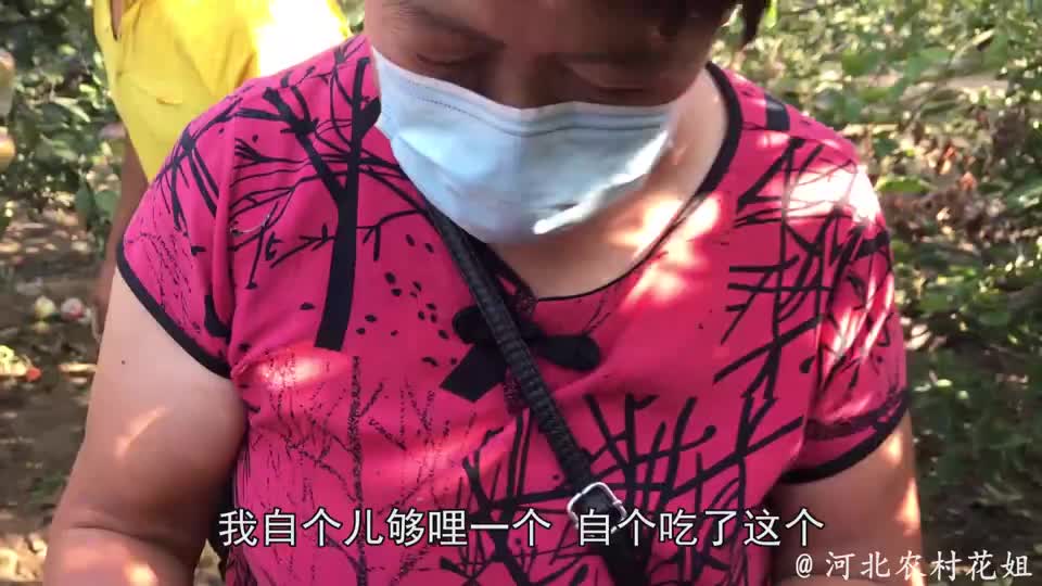 安安恢复正常后,花姐带她去摘苹果,边摘边吃真过瘾!
