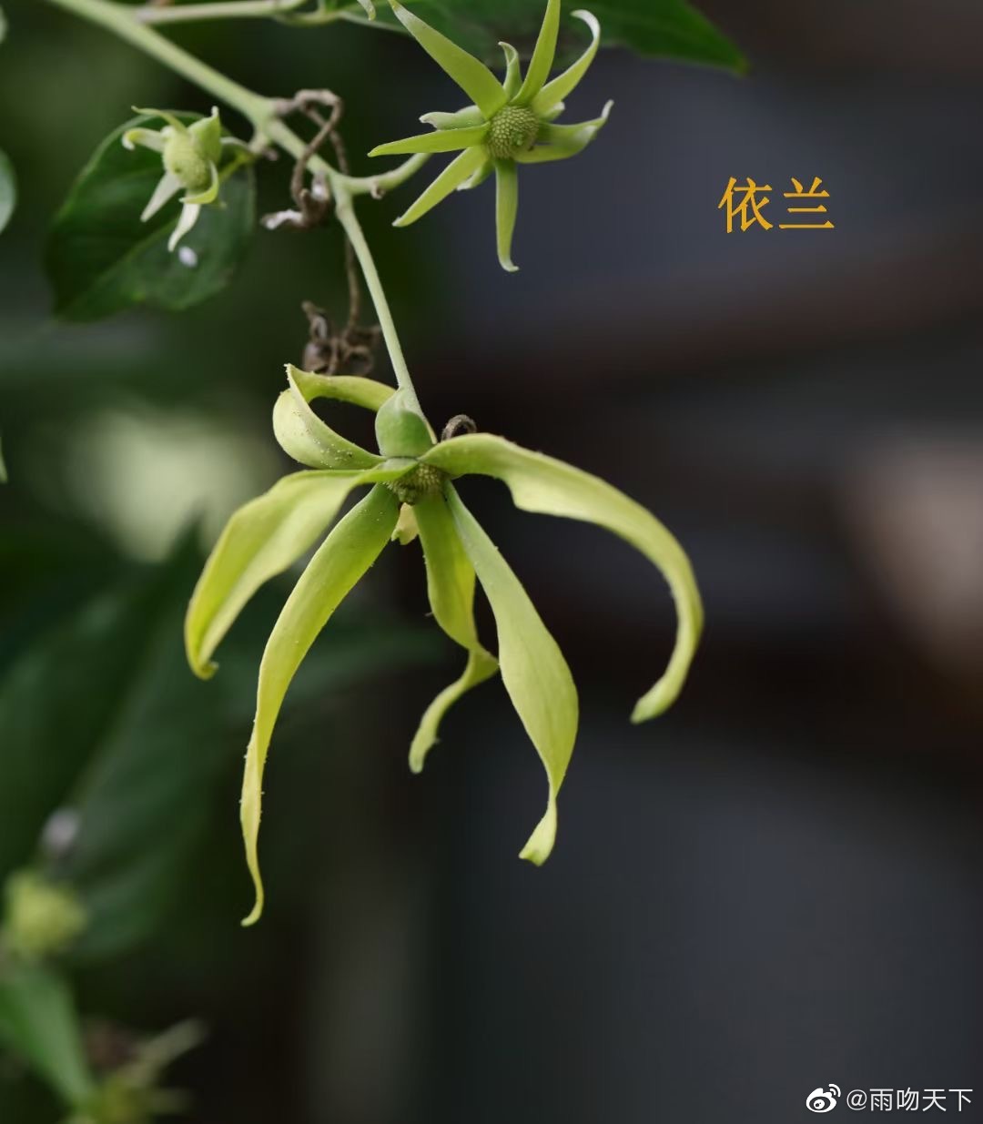 “诗家清景在新春,绿柳才黄半未匀。”分享春天的花……__财经头条