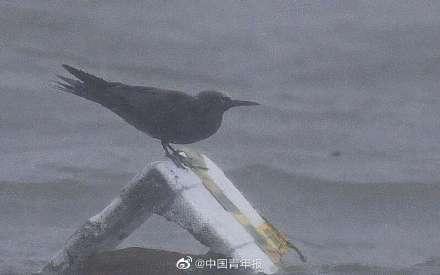 灿都台风给上海吹来新品野生鸟类，近10年有9种远洋海鸟被台风吹来休闲区蓝鸢梦想 - Www.slyday.coM