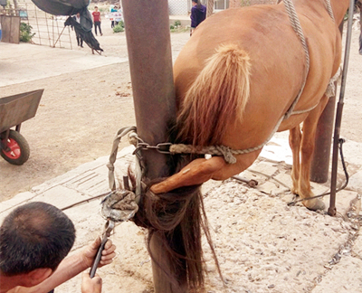 人为什么要给马钉马掌呢?听完专家的解释,网友们恍然大悟