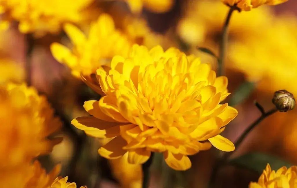 寒露时节:凉燥伤人最重的15天,这些食物再好也不要多吃休闲区蓝鸢梦想 - Www.slyday.coM 寒露时节:凉燥伤人最重的15天,这些食物再好也不要多吃休闲区蓝鸢梦想 - Www.slyday.coM