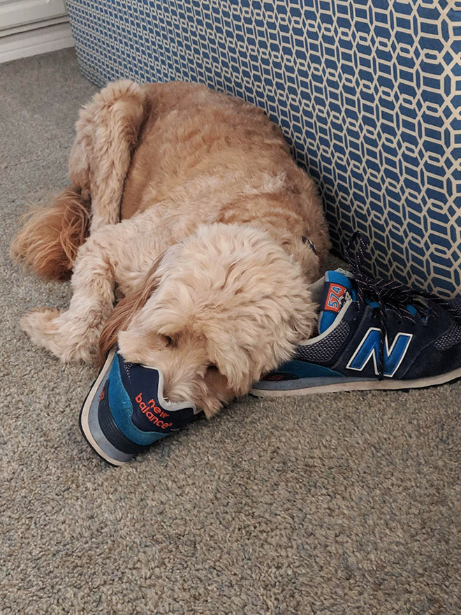 "爸,快脱了鞋让我吸一口"|狗狗|狗子|鞋子_新浪新闻