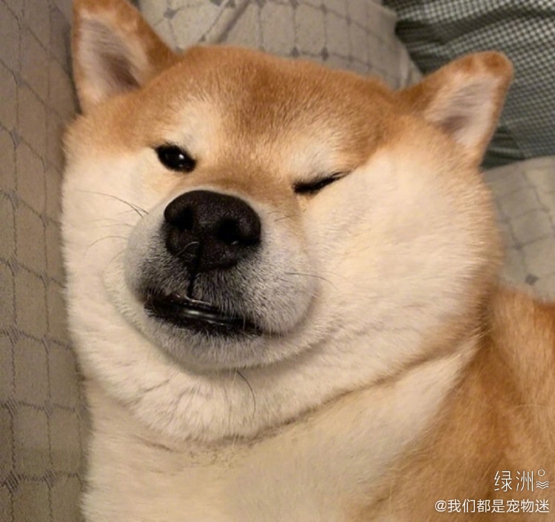 可爱的肥柴_高清图集_新浪网