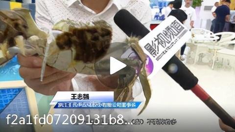 今年阳澄湖大闸蟹或将错过中秋节休闲区蓝鸢梦想 - Www.slyday.coM