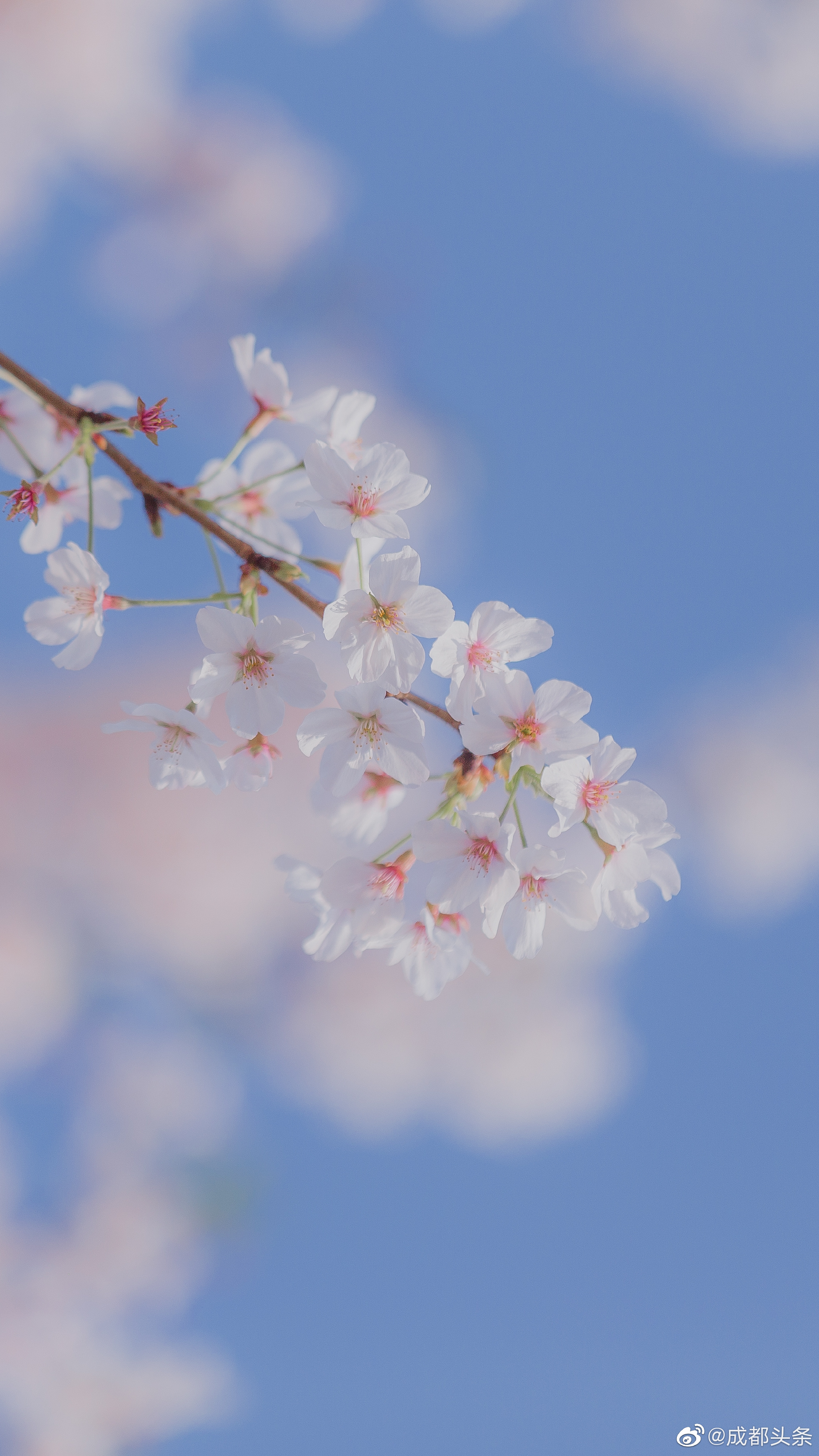 成都的樱花也开了,晴空下,蓝白粉的温柔,像春天的雪