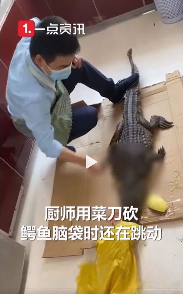 所售鳄鱼被砍后复活？盒马最新回应休闲区蓝鸢梦想 - Www.slyday.coM