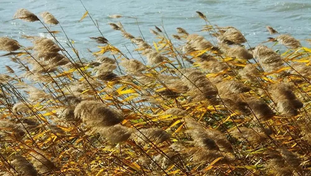 寒露时节:凉燥伤人最重的15天,这些食物再好也不要多吃休闲区蓝鸢梦想 - Www.slyday.coM 寒露时节:凉燥伤人最重的15天,这些食物再好也不要多吃休闲区蓝鸢梦想 - Www.slyday.coM