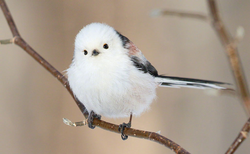 是圆滚滚可可爱爱的小肥啾.心化了 twi: daily_simaenaga__财经头条