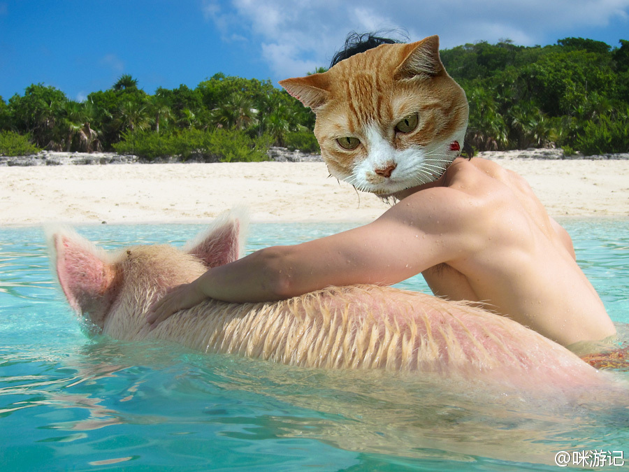 不知你们有没有见识过猪游泳?