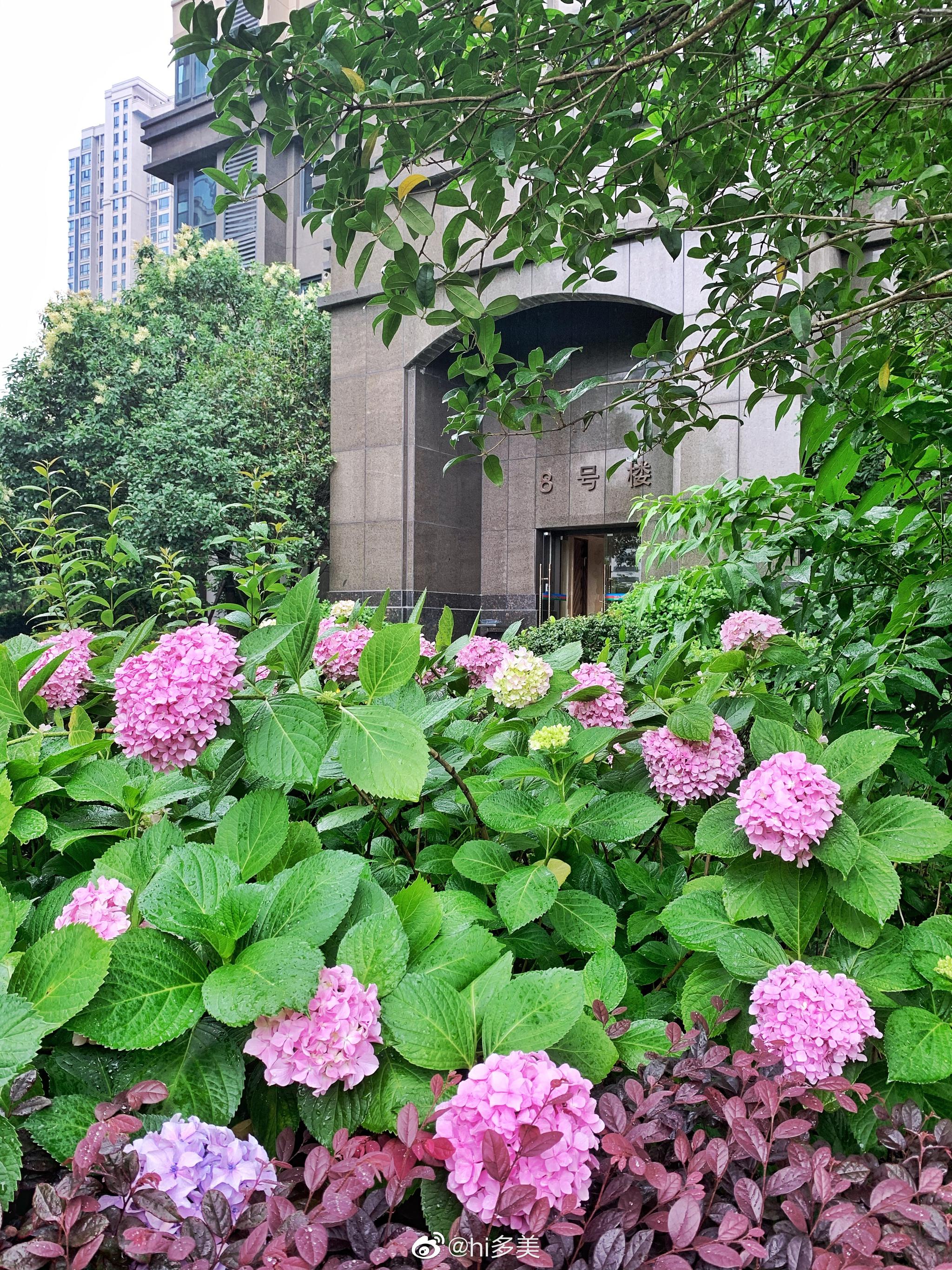 小区里的绣球花开了,要是家里有个小花园, 里面种满了绣球花