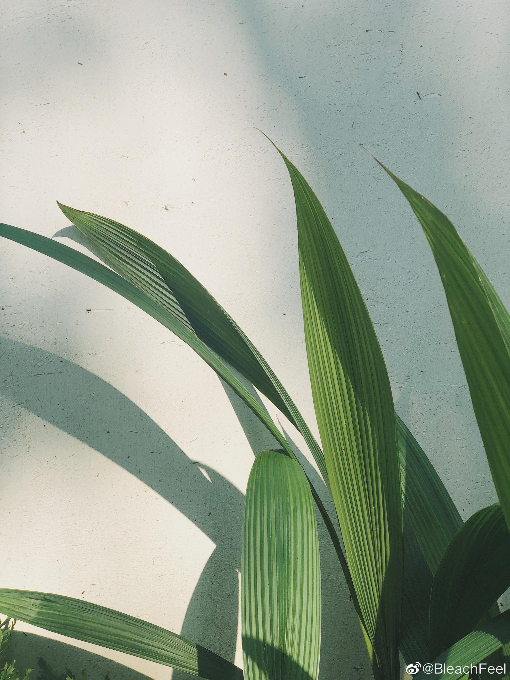 扫街手机苹果8p