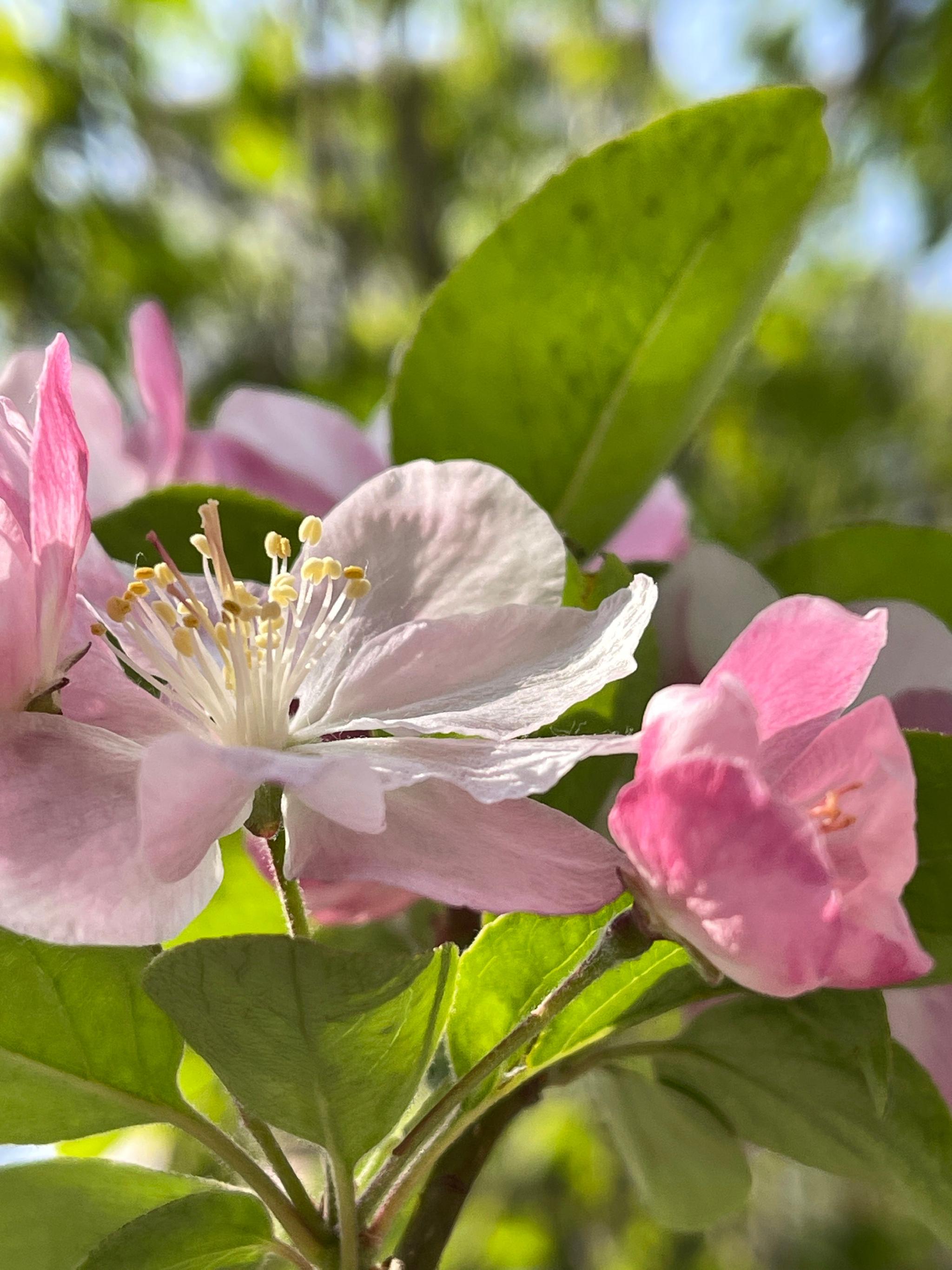随手拍的午后海棠 春天的花让人兴奋,满满的热情,满满的希望……_高清